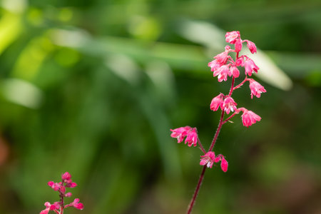Close up of coral bells (heuchera sanguinea) flowers in bloomの写真素材