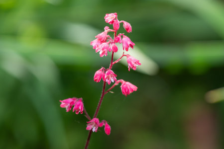 Close up of coral bells (heuchera sanguinea) flowers in bloomの写真素材