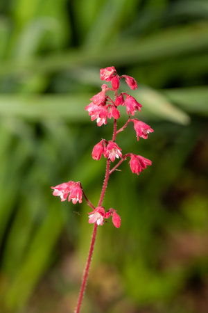 Close up of coral bells (heuchera sanguinea) flowers in bloomの写真素材