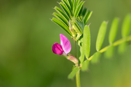 Macro shot of a common vetch (vicia sativa) flower in bloomの写真素材