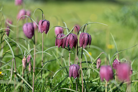 Close up of purple snakes head fritillary (fritillaria meleagris) flowers in bloomの写真素材