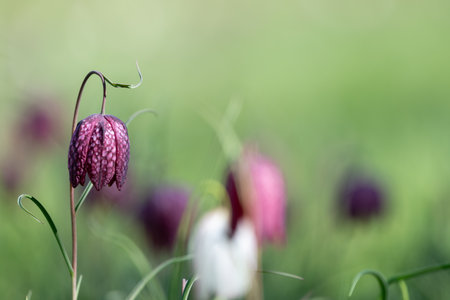 Close up of a purple snakes head fritillary (fritillaria meleagris) flower in bloomの写真素材
