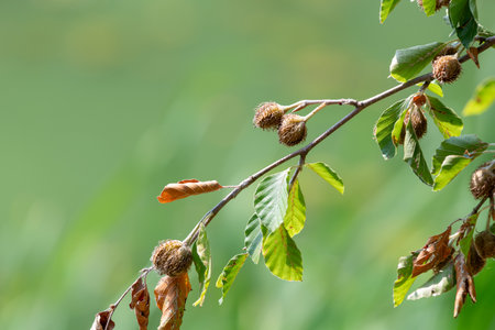 Close up of common beech (fagus sylvatica) nuts on the treeの写真素材
