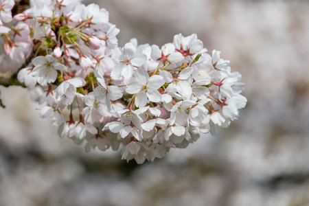 Close up of white cherry blossom in bloomの写真素材