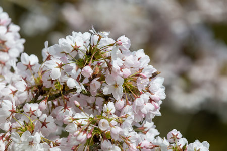 Close up of white cherry blossom in bloomの写真素材