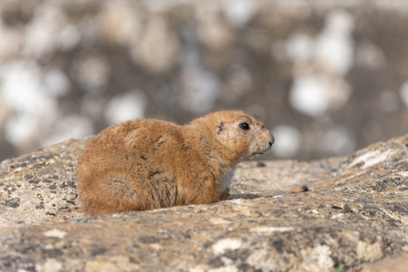 Portrait of a groundhog (marmota monax)の写真素材
