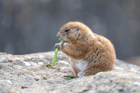 Portrait of a groundhog (marmota monax) eatingの写真素材