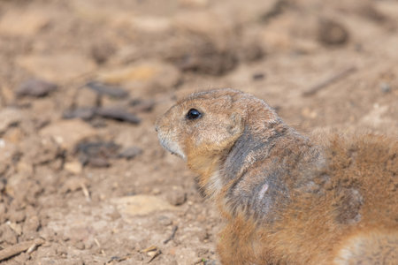 Portrait of a groundhog (marmota monax)の写真素材