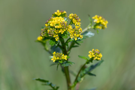 Close up of wintercress (barbarea vulgaris) flowers in bloom