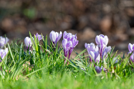 Close up of a purple and white striped spring crocuses (crocus vernus) in bloom