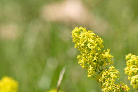 Ladys bedstraw (galium verum) flowers in bloom