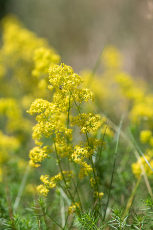 Ladys bedstraw (galium verum) flowers in bloomの写真素材