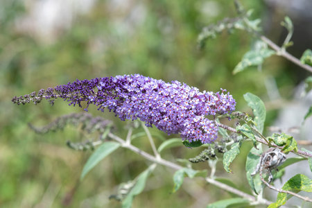 Close up of pink flowers on a butterfly bush shrub