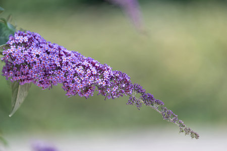 Close up of flowers on a butterfly bush (buddleja davidii) shrubの写真素材