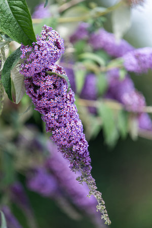 Close up of flowers on a shrub