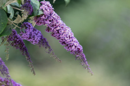 Close up of flowers on a butterfly bush shrub