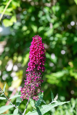 Close up of pink flowers on a buzz magenta butterfly bush (buddleja davidii) shrub
