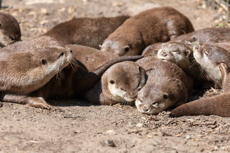 A group of Asian small clawed otters (amblonyx cinerea) relaxing on the groundの写真素材