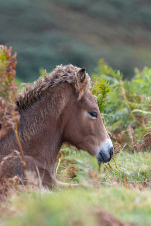 Head shot of a young wild Exmoor pony laying down on the groundの写真素材
