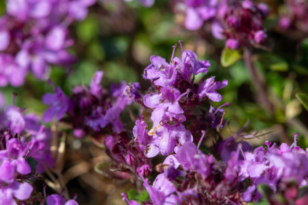 Close up of valerian (valeriana officinalis) flowers in bloom