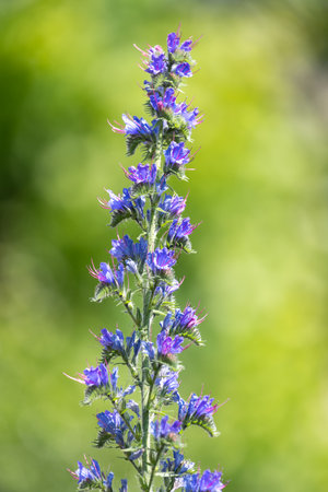 Close up of vipers bugloss (echium vugare) flowers in bloomの写真素材