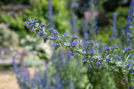 Close up of vipers bugloss (echium vugare) flowers in bloomの写真素材