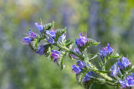 Close up of vipers bugloss (echium vugare) flowers in bloomの写真素材
