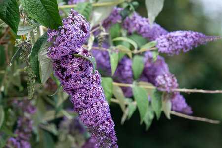 Close up of flowers on a shrubの写真素材