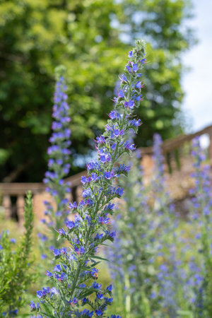 Close up of vipers bugloss (echium vugare) flowers in bloom