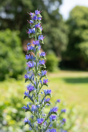 Close up of vipers bugloss (echium vugare) flowers in bloom