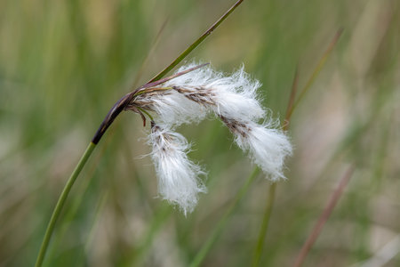 Close up of hares tail cottongrass (eriophorum vaginatum) in bloom