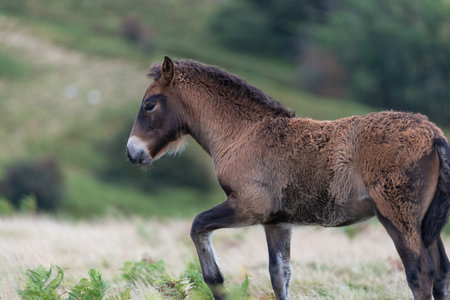 Close up of a young Exmoor pony in the wildの写真素材
