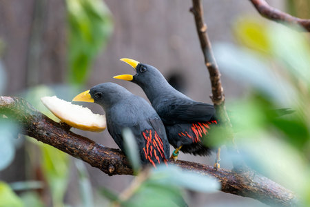 Close up of two grosbeak starlings (scissirostrum dubium) perching on a branch