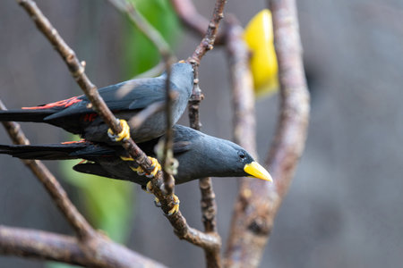 Close up of two grosbeak starlings (scissirostrum dubium) perching on a branch