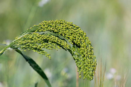 Close up of proso millet (panicum miliaceum)の写真素材