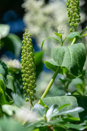 Close up of Indian pokeweed (phytolacca acinosa) flowers emerging into bloom