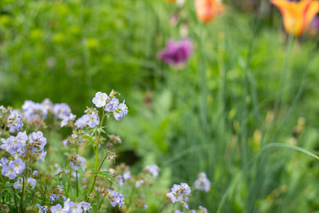 Close up of Jacobs ladder (polemonium caeruleum) flowers in bloomの写真素材