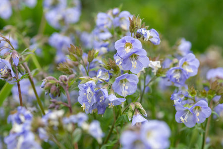 Close up of Jacobs ladder (polemonium caeruleum) flowers in bloomの写真素材