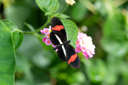 Close up of a crimson patched longwing (heliconius erato petiverana) butterfly pollinating a pink lantana flowerの写真素材