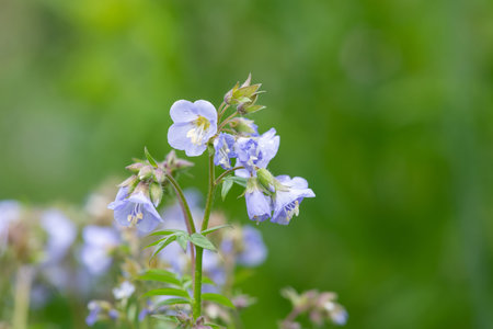 Close up of Jacobs ladder (polemonium caeruleum) flowers in bloomの写真素材