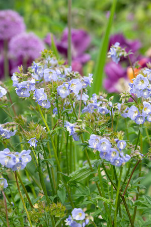 Close up of Jacobs ladder (polemonium caeruleum) flowers in bloomの写真素材