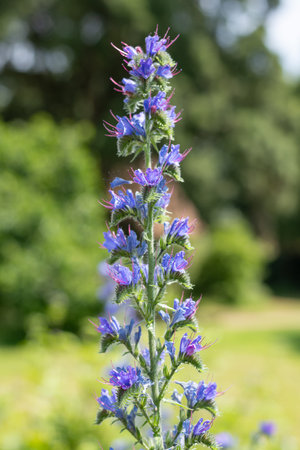 Close up of vipers bugloss (echium vugare) flowers in bloomの写真素材