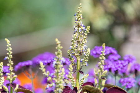 Close up of painted nettle (coleus scuttellarioides) flowers in bloomの写真素材