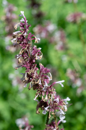 Close up of nepeta grandiflora flowers in bloomの写真素材