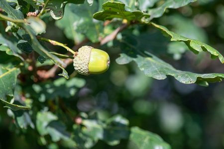 Close up of an acorn on an English oak (quercus robur) tree