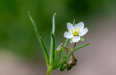 Close up of a corn spurry (spergula arvensis) flower in bloom