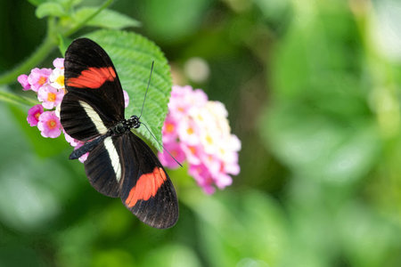 Close up of a crimson patched longwing (heliconius erato petiverana) butterfly pollinating a pink...