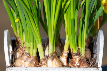Close up of daffodil (narcissus) bulbs that are sprouting