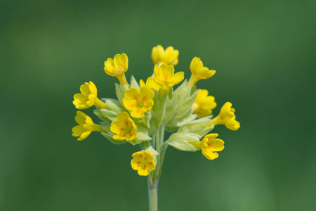 Close up of a cowslip (primula veris) flower in a meadowの写真素材