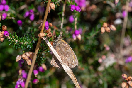 Close up of a meadow brown (maniola jurtina) butterfly on common heather (calluna vulgaris) flowersの写真素材